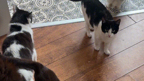 Cat Hotel
